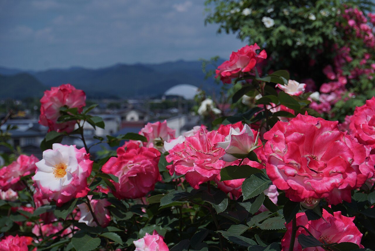 🌹 로즈가든(이시다 로즈가든) 이미지 6